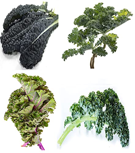 Kale Seeds Collection, 1000+ Heirloom, Non-GMO Seeds - Black Tuscan, Red Russian, Blue Scotch, Dwarf Siberian.