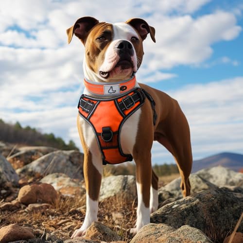 Joytale Halsband Hund, Weich Hundehalsband Gepolstert Neopren Hunde Halsband für Mittelgroße Hunde, Nylon Reflektierend Breit Halsbänder, Orange