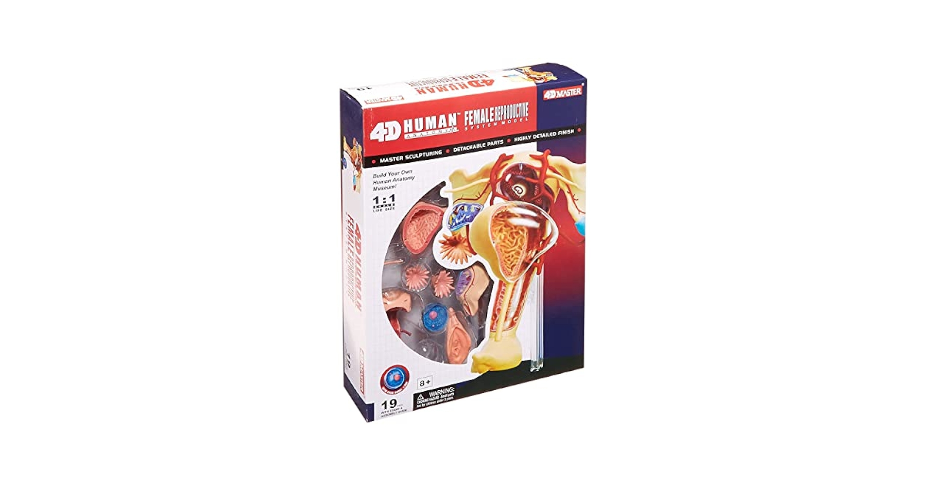 ４D　解剖模型　Visible Female Anatomy Kit 56cm Skilcraft Visible Woman Anatomy Kit NEW Factory Sealed