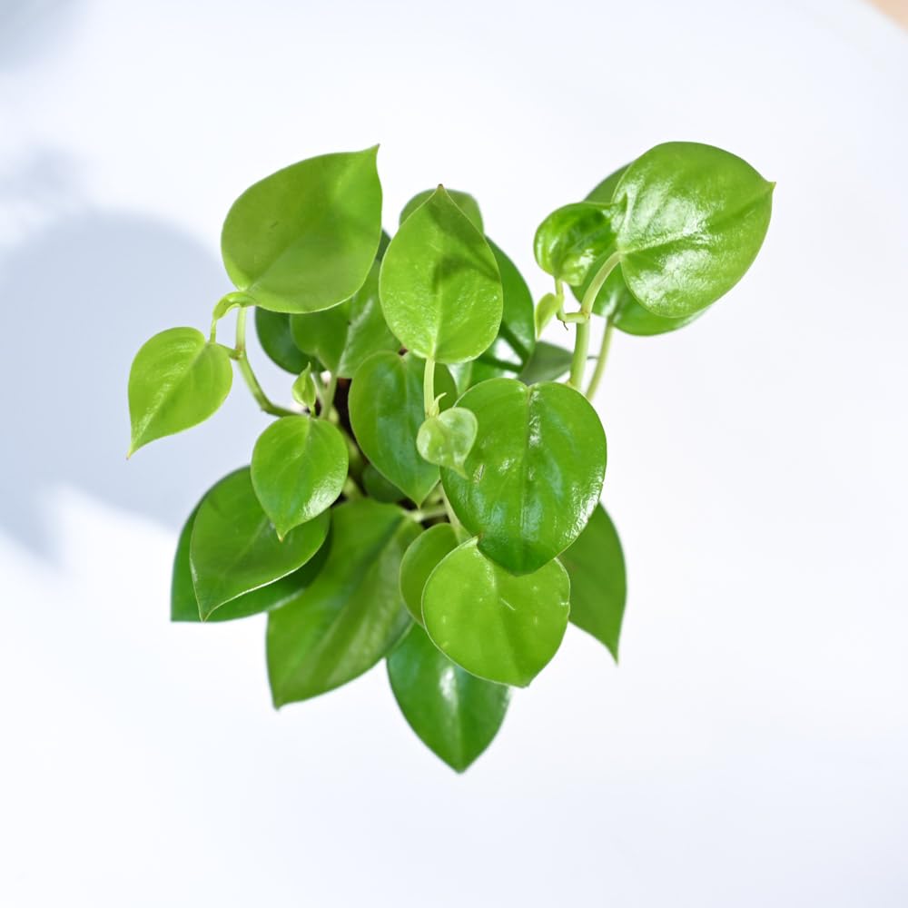 UGAOO Peperomia Green Creeper Plant - Live & Easy Care -2 UGAOO Peperomia Green Creeper Plant - Live & Easy Care -2