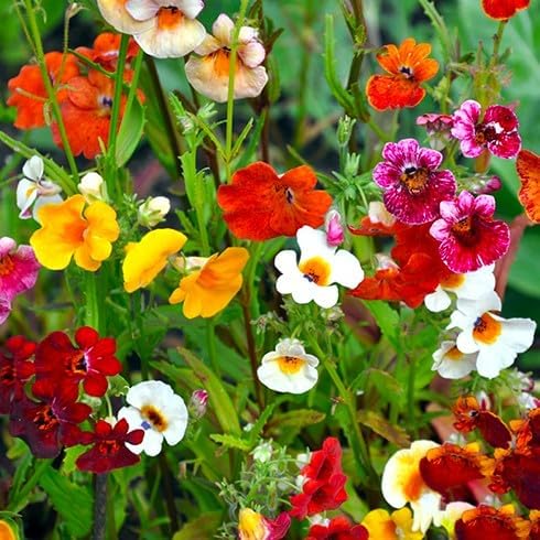 Miniatura 6 de Seeds Nemesia Galaxy Seed Mix 450+ Semillas para plantar flores anuales