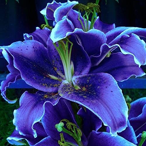 Lilien Blau Die 15 besten Produkte im Vergleich Elternchecker