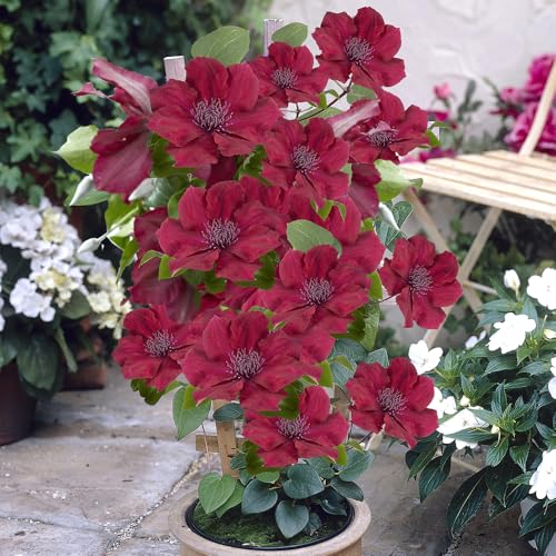 You Garden - 1 x Patio Clematis Nubia Boulevard in a 10.5cm Pot Supplied as 1 x Established Red Clematis Garden Ready Climbing Plants for Gardens and Patios