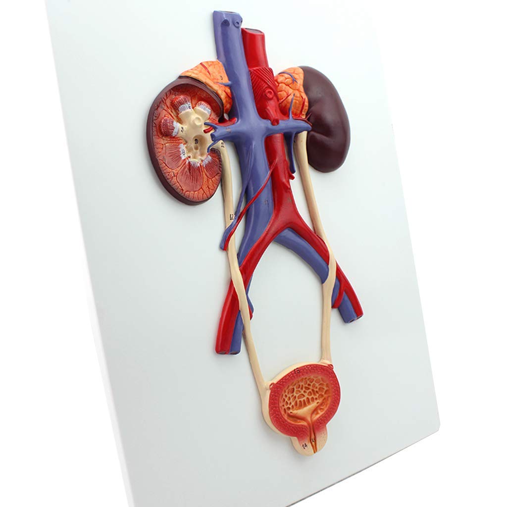 Model Układu Moczowego, Model Człowieka, Anatomiczny Ludzki Układ Moczowy Materia PVC Narzędzie Dydaktyczne Zestawy Naukowe, Materiały Laboratoryjne