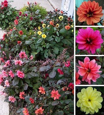 Creative Farmer Flower Seeds : Exotic Dalia Seeds Plant Garden [Home Garden Seeds Eco Pack] Plant Seeds (B078RDXLDG) Amazon Price History, Amazon Price Tracker