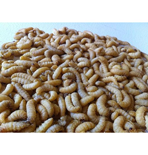 500 Live Wax Worms Bee Moth Live Bait Ice Fishing Reptile Food waxworms