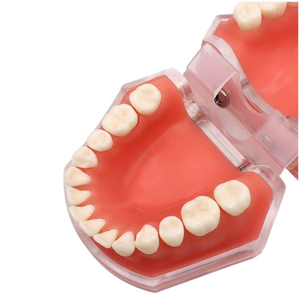 Modèle De Soins Dentaires - Modèle De Dents De Dents De Dents - Dents Dentaires Modèle Dentaire Amovible Dentiste Dentiste des Dents Adultes