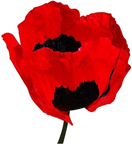 Miniatura 2 de Caja de pimiento rojo semillas de amapola - Amapola roja alta, centros negros - Anuales