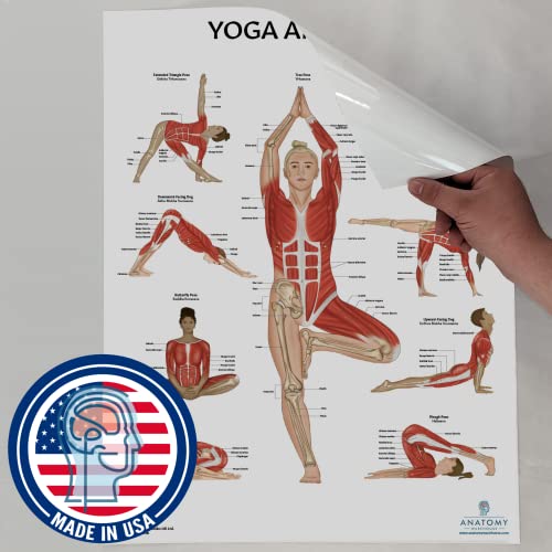 Image of Anatomy Lab Yoga, Pilates Anatomy Poster Set, 2 PACK LAMINATED | 17.3 x 22.5 Inches, Body Chart, Premium Wall Pilates Exercise Chart and Yoga Posters for Wall