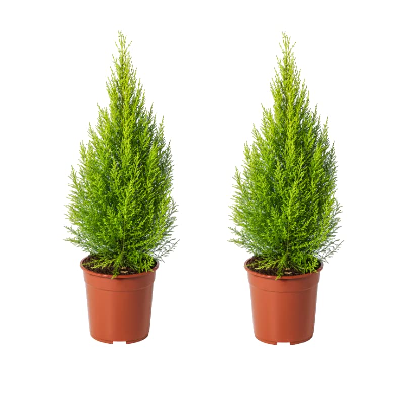 Ciprés Goldcrest - Pack 2 Unidades - Árboles Naturales para Exterior - Ciprés Amarillo o Ciprés Dorado
