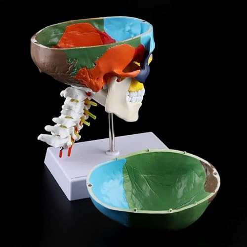 JINGERL Modello anatomico dello Scheletro dell'anatomia Umana con Le Ossa Colorate di Vertebra cervicale Scultura delle Forniture mediche