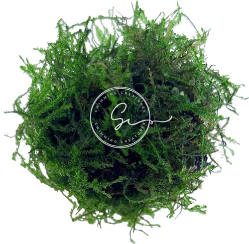 Swimming Creatures Live Aquarium Plants (Java Moss (25sq inch Portion))