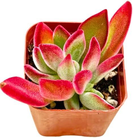 Miniatura 3 de Pantuflas de rubí Echeveria de 2 pulgadas, plantas suculentas únicas vivas, plantas suculentas de arranque vivo, plantas de interior de fácil
