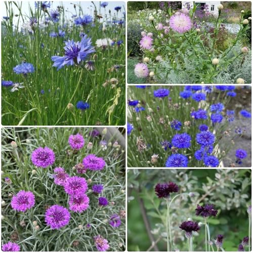Semillas de aciano - semillas de jardin Centaurea cyanus - resistentes de balcón 1000pcs