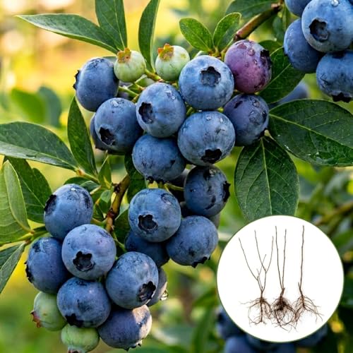 3 Jersey Blueberry Bush Live Plants Fruit Bearing Blueberry Bush Stater Plants Healthy Dormant Bare Roots Sapling for Outdoor Garden Patio or Container Growing (3 Plants)