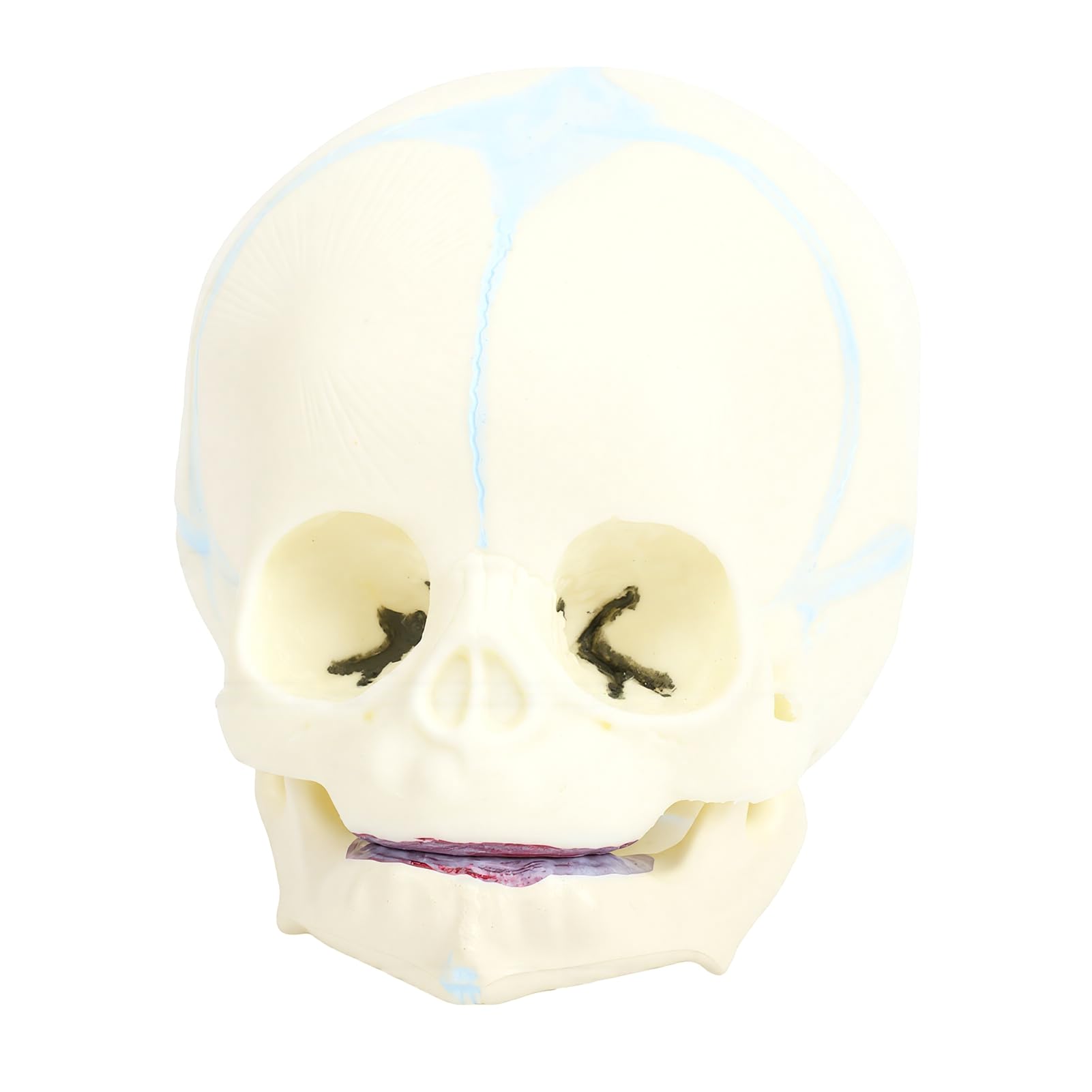 BRRNOO Modèle de Crâne de Nourrisson Humain, Outil Pédagogique D'affichage de Crâne D'anatomie Fœtale Grandeur Nature pour étudiants en Médecine, éducateurs, Artistes, Matériau en PVC