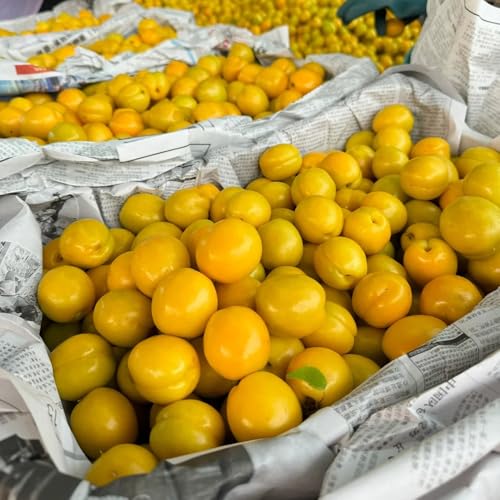 comprar semillas de albaricoquero, interior, albaricoques de frescas, decoración de jardín para exteriores, 20pcs