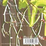 KALINE20EDYRK23 Umbilical Door from G to R