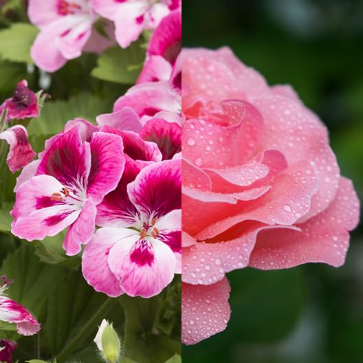 Augustinus Bader The Geranium Rose Body Oil – Luxury Aromatic Hydrating Body Oil – Nourishes, Softens & Restores Skin for a Smooth, Glowing Finish – Fragrance-Free, Vegan – 200 ml / 6.7 fl oz - Image 5