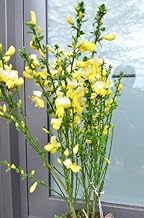 Ginster reingelb Cytisus scoparius Luna 40-60 cm hoch im 3 Liter Pflanzcontainer