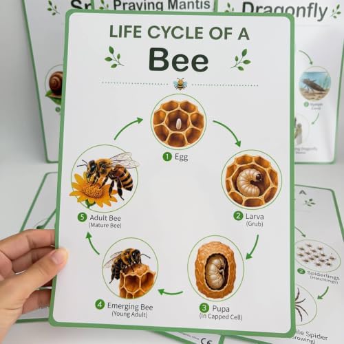 AFXGUSD Educational Poster Life Cycle Chart Classroom Poster Learning Chart Biology Wall Chart Paper Material with Circular Panels and Labels Suitable for School Walls Study Rooms Interactive Lessons - 5