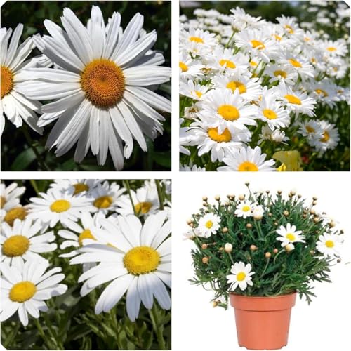 Semi di Margherite Giganti Leucanthemum, Fiori da Prato, margheritone margheritona Crysanthemum