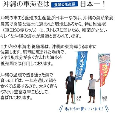 Amazon 還元活〆車えび 加熱用 Ll 16センチ前後 0g 5p エナジック車海老養殖場 急速冷凍で 贈答用にも 還元車えび エビ 通販