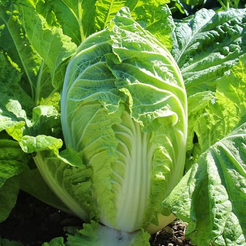 Chinese Cabbage Michihili Seeds – Heirloom Napa Variety – Fast Growing, High-Yield – Fresh Tasty Vegetables – for Your Kitchen Garden