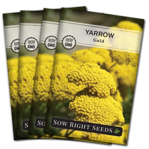 Sow Right Seeds - Achillea Yarrow Gold Flower Seeds for Planting - Flowers to Plant in Your Garden - Non-GMO Heirloom Packet with Instructions - Favorite Perennial to Attract Pollinators (4)