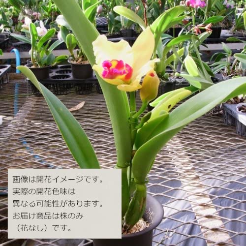 Amazon | 【花なし株のみ販売】JJPRO-HOME 蘭 ミニカトレア レモン