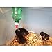 The Chicken Fountain Brooder Bottle Cap - Set