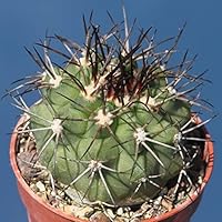 Amazon.co.jp: 【種子】Copiapoa cinerea var. Columna-Alba