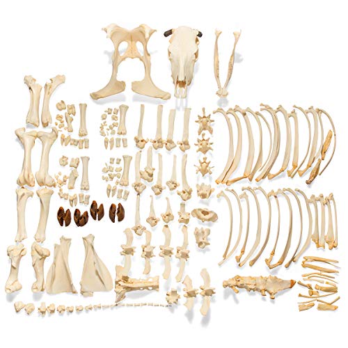 Image of 3B Scientific GmbH T300121wU Cow Skeleton, w. Horns, Disarticulated
