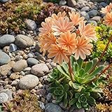 Bloomique - Lot de 3 - Lewisia Cotyledon Elise - Léwisie - Floraison abondante - Rustique - Vivace - Hauteur 10-20 cm - Pot 9 cm