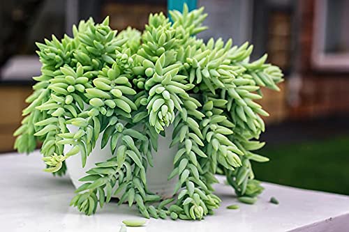 NooElec Seeds India Air Purifier Indoor/Outdoor Growing Burros Tail Succulent Seeds- 35 Seeds - Grow Year Round (B0C8PL1T7W) Amazon Price History, Amazon Price Tracker