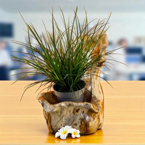 Kinaree Teak Wurzelholz Übertopf Schale Unikat – Natur-Deko aus massivem Teakholz – Handgefertigte Holzschale mit hoher Rückwand – Dekoobjekt oder Pflanzgefäß