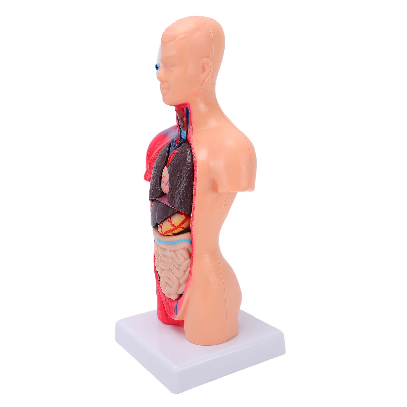Generic Modelo Interactivo de órgano del Cuerpo Humano con Colores Vibrantes, Juguete Atractivo para Estudiantes de Secundaria y Primaria, Material de PVC