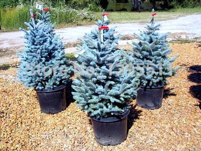 agave gracilipes Agave parryi ssp neomexicana Culberson Giant