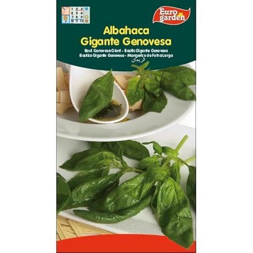 Semillas fito aromaticas albahaca gigante genovesa 01710 (caja 10 unidades)