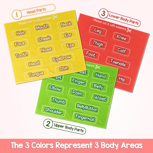 AKAYOK 36 Pcs Body Parts for Kids Felt Board for Toddlers Preschool Learning Activities Interactive Human Body for Kids Human Organ Educational Toys for 2 Year Old Felt Wall Activities for Toddlers - Image 7