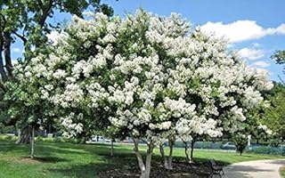 25 Sarah's Favorite Crepe Myrtle Seeds - Lagerstroemia