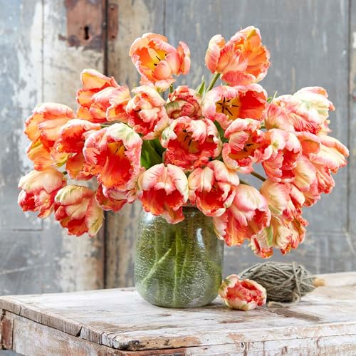 Eden Brothers Tulip Bulbs, Apricot Parrot, 10 Bulbs | Perennial