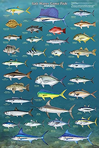 Picture Peddler Laminated Salt Water Game Fish Of North America Educational Reference Chart Print Poster 24X36 #TOP13