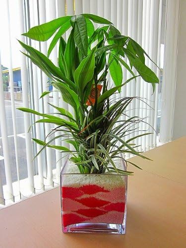 Amazon ハイドロカルチャー寄せ植え カラーサンド レッド スクエア15 カラーサンドの観葉植物は 手作りだから世界にひとつだけの模様です いろいろな場所に飾って楽しめます また贈り物にも最適です サンクライム 観葉植物 通販