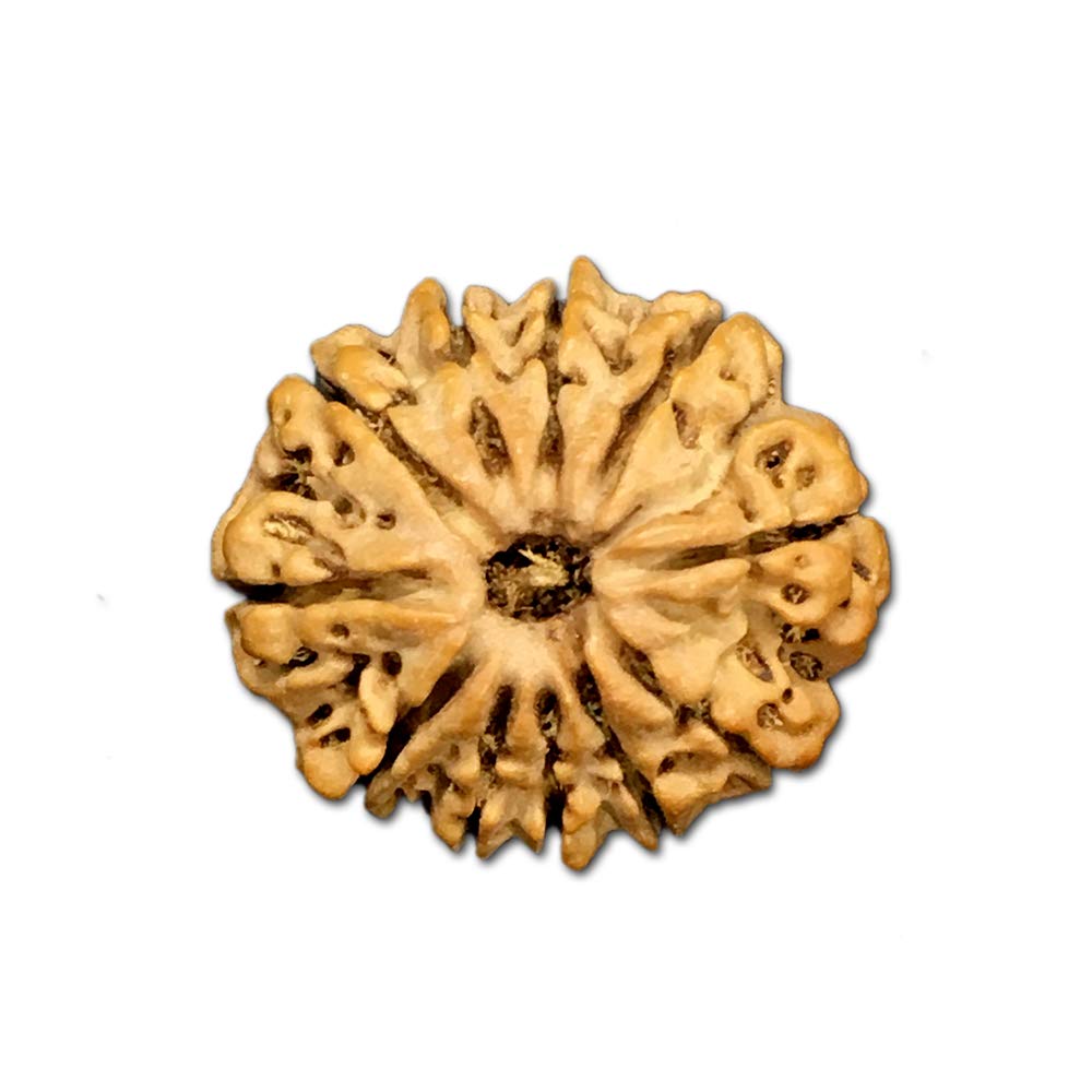 Rudraksha Mukhi Népal de 25 mm pour harmoniser l'énergie de votre espace de yoga