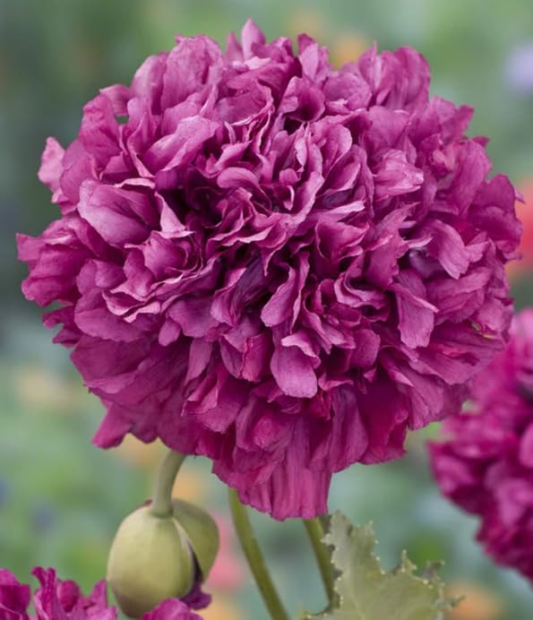 Caribou Seed Company Purple Peony Poppy 100 Seeds Double Purple