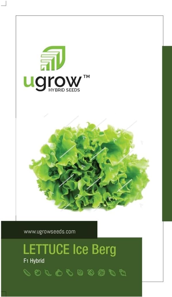 U Grow Lettuce Ice berg Vegetable Seeds (Green, Pack of 1, 35 Seeds)