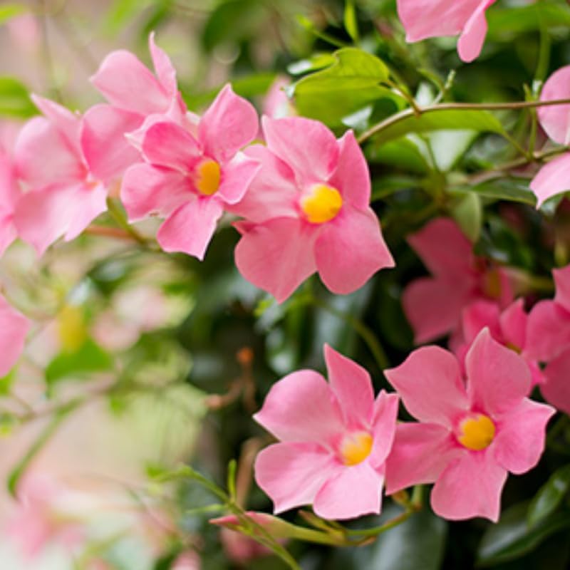 3 Pink Mandevilla Plants Live, 5-10” Tall Flowering Mandevilla Vines for Trellis, Outdoor Patio, Garden Pots, Trailing Mandevilla Seedlings