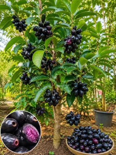 Image of All Season Thai Black Jamun Live Plant Sapling | Grafted Indian Java Plum Fruit Tree | Early Fruiting Hybrid Variety | Big Size Sweet Fruits | Healthy Live Plant for Home Garden, Terrace & Outdoor