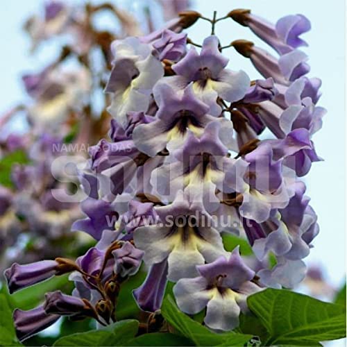 Paulownia Pao Tong Z07 Híbrido 1000 Semillas De Árboles